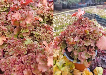 Heuchera Frilly / Tűzeső karamell színű