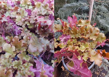 Heuchera Marmalade / Narancsospiros tűzeső