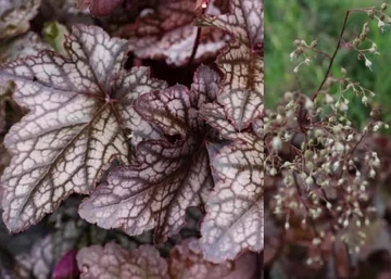 Heuchera hybrid Neptune / Ezüstmintás tűzeső