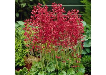 Heuchera sanguinea Coral Petite / Zöld tűzeső