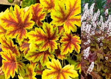Heucherella Golden Zebra / Turbáncső tűzeső