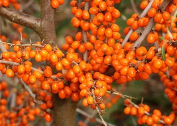 Hippophae rhamnoides Askola / Homoktövis Askola termő