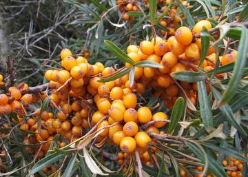 Hippophae rhamnoides Leikora / Homoktövis Leikora termő