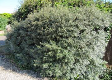 Hippophae rhamnoides Pollmix / Homoktövis Pollmix porzó
