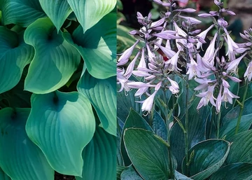 Hosta Fortunei Hyacinthina / Tobozvirágzatú árnyékliliom