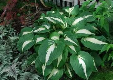 Hosta Night Before Christmas / Tarkalevelű árnyékliliom