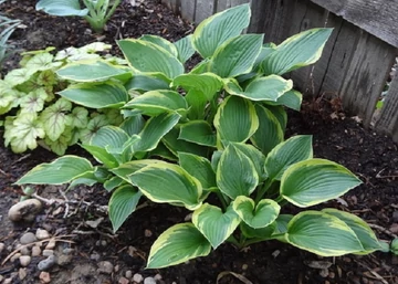 Hosta fortunei Aureomarginata / Tobozvirágzatú árnyékliliom