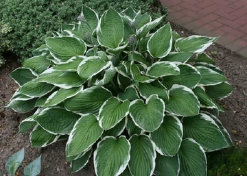Hosta fortunei Francee / Tobozvirágzatú árnyékliliom