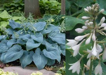 Hosta hybrid Bressingham Blue / Árnyékliliom