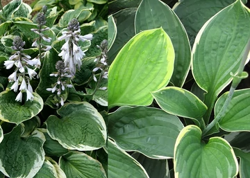 Hosta hybrid Christmas Tree / Árnyékliliom