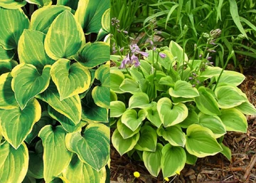 Hosta hybrid Golden Tiara / Árnyékliliom