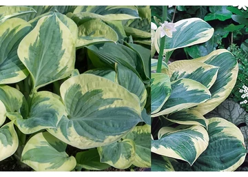 Hosta hybrid Snow Cap / Árnyékliliom