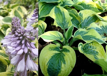 Hosta hybrid Wide Brim / Árnyékliliom