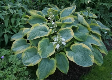 Hosta sieboldiana Frances Williams / Hamvas árnyékliliom