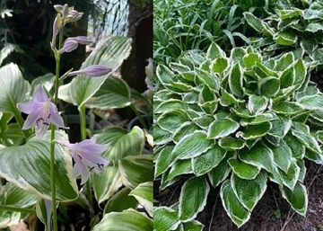 Hosta undulata Albomarginata / Árnyékliliom