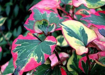 Houttuynia cordata Chamaeleon / Kaméleonvirág