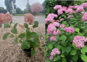 Hydrangea arborescens Magical Dark Pink / Cserjés hortenzia