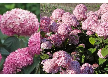 Hydrangea arborescens Sweet Annabelle / Cserjés hortenzia