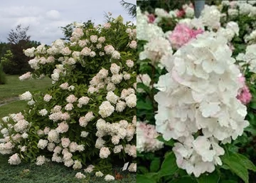Hydrangea paniculata Grandiflora / Bugás hortenzia