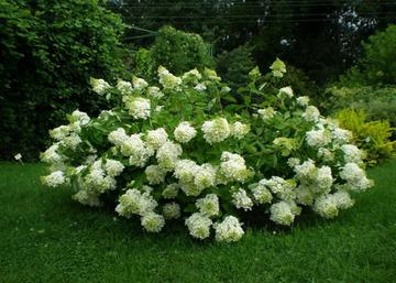 Hydrangea paniculata Limelight / Bugás hortenzia