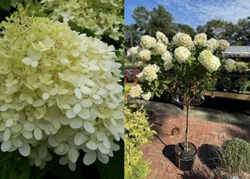 Hydrangea paniculata Limelight / Bugás hortenzia