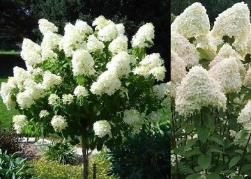 Hydrangea paniculata Phantom / Bugás hortenzia