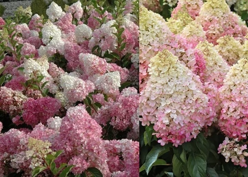 Hydrangea paniculata Pink Lady / Bugás hortenzia