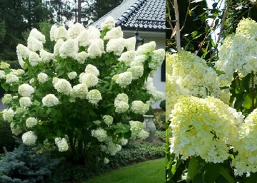 Hydrangea paniculata Polar Bear / Bugás hortenzia
