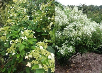 Hydrangea paniculata Prim White / Bugás hortenzia