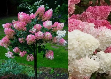 Hydrangea paniculata Vanille Fraise / Bugás hortenzia