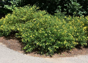 Hypericum kalmianum Gemo / Keskeny levelű orbáncfű