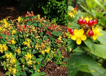 Hypericum inodorum / Orbáncfű