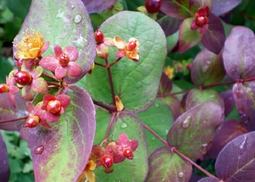 Hypericum inodorum purple / Orbáncfű bordó levelű