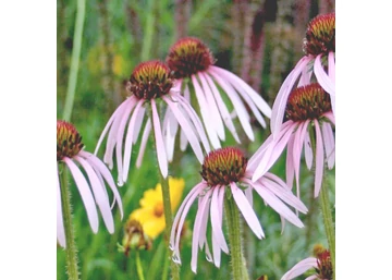 Echinacea pallida Hula dancer / Halvány kasvirág 