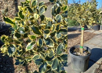 Ilex aquifolium Variegatum / Tarkalevelű magyal