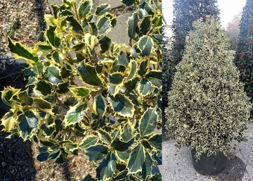 Ilex aquifolium Variegatum / Tarkalevelű magyal