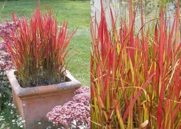 Imperata cylindrica Red Baron / Vörös Alangfű - Japán vérfű