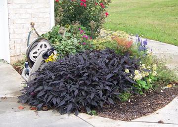 Ipomoea batatas Blackie / Édesburgonya