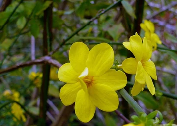Jasminum nudiflorum / Téli jázmin