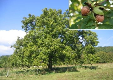 Juglans Regia Milota 10 / Milotai 10 dió