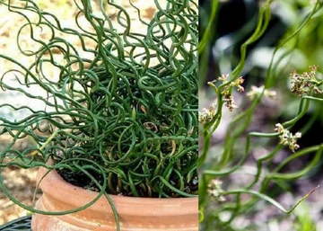 Juncus inflexus twisted arrows / Spirál levelű szittyó