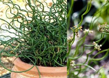 Juncus inflexus twisted arrows / Spirál levelű szittyó