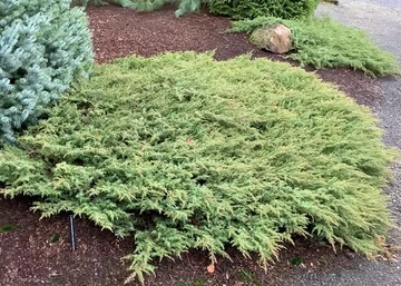 Juniperus communis Green Carpet / Terülő boróka