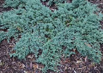 Juniperus horizontalis Icee Blue / Kék kúszó henyeboróka