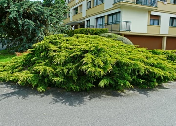 Juniperus Media Old Gold / Óarany terülő boróka