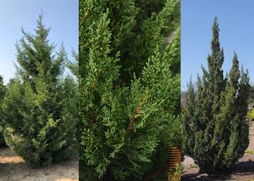 Juniperus chinensis Keteleeri / Kínai jegenyeboróka