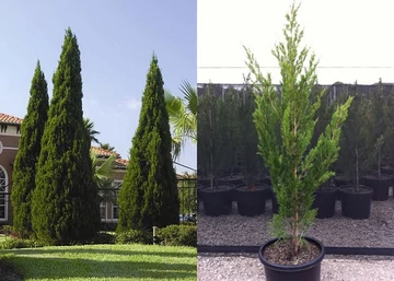 Juniperus chinensis Spartan / Spartan boróka