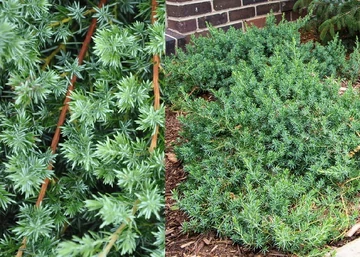 Juniperus conferta Blue Pacific / Kék fövenyboróka