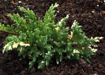 Juniperus davurica expansa variegata / Törpe tarka levelű kínai kúszó boróka