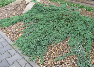 Juniperus horizontalis wiltonii / Henyeboróka